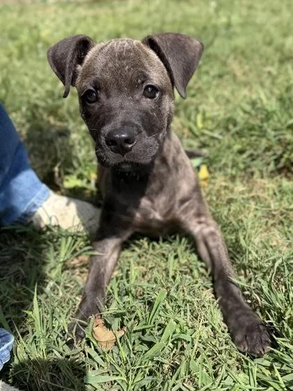 A young medium-sized male Brindle Mixed Breed dog named Biggie for adoption in Leitchfield, KY
