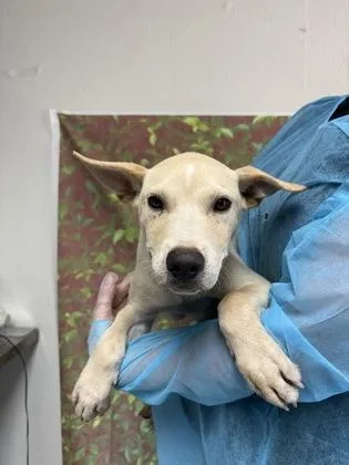A young small-sized male Shepherd dog named Troy for adoption in San Antonio, TX