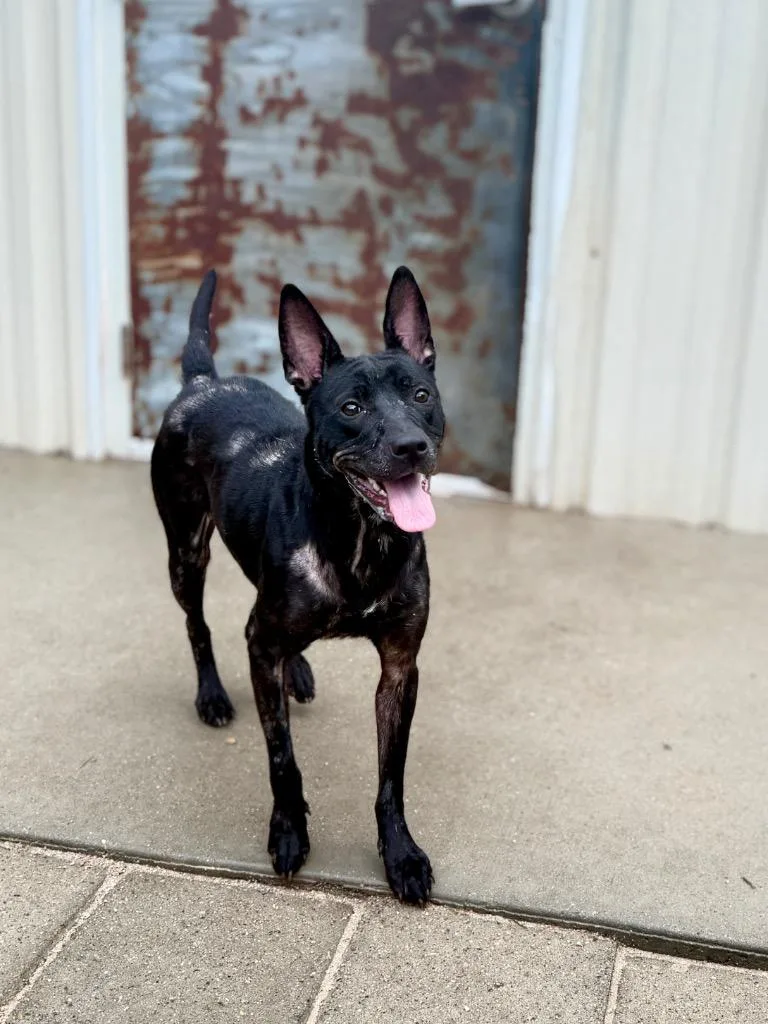 A young medium-sized female Shepherd dog named Naomi for adoption in Muskegon, MI