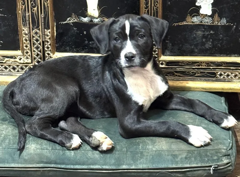 Phoebe  Friends Girls thumbnail 2