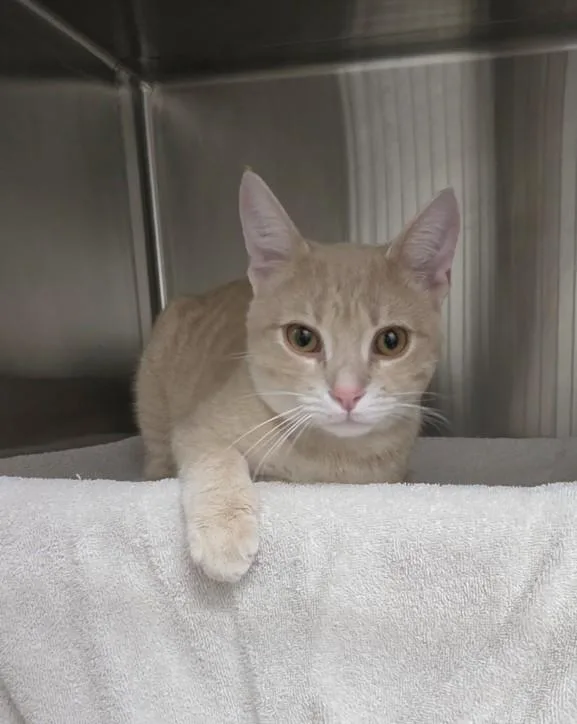 A young small-sized male Domestic Short Hair cat named Woonsockett for adoption in Derwood, MD