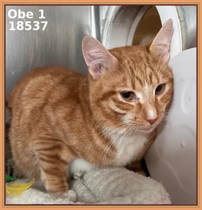 A young medium-sized male Tabby (Orange / Red) Domestic Short Hair cat named Obe for adoption in Marietta, GA