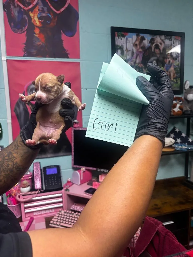 Iris thumbnail 4