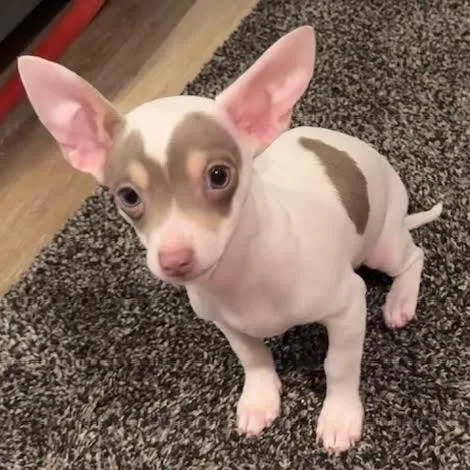 Otis