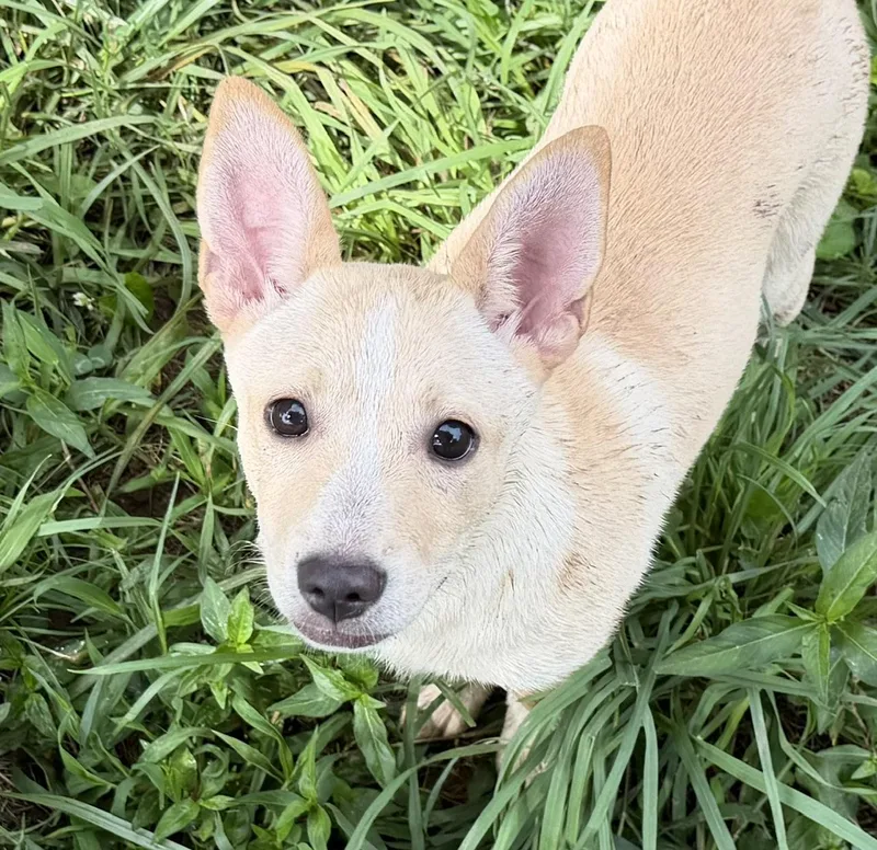 A baby medium-sized female White / Cream Mixed Breed dog named Libby Mae Sugarbear for adoption in Andover, MA