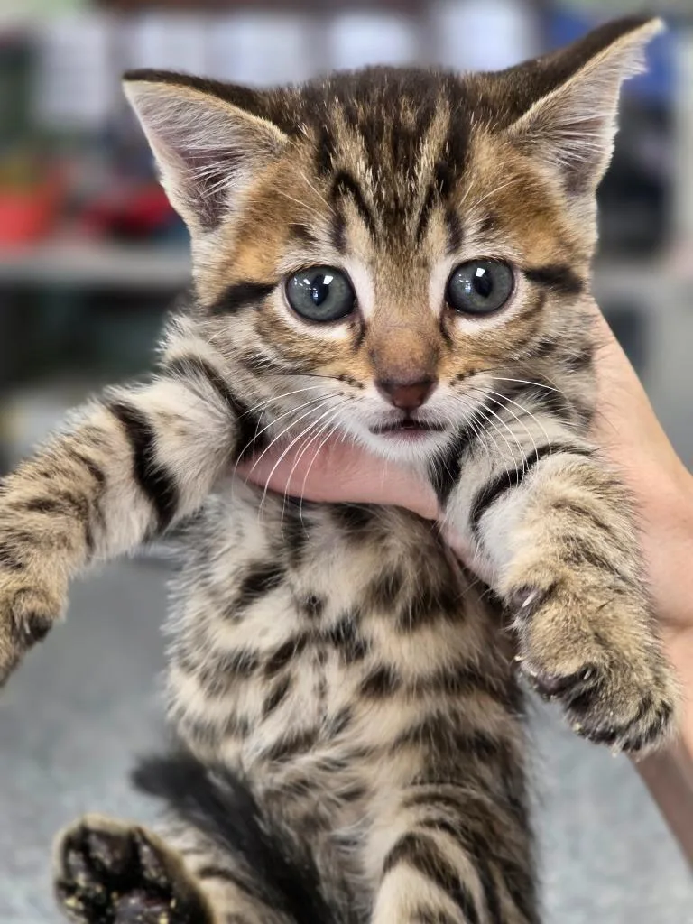 A baby small-sized female Domestic Short Hair cat named Dilly for adoption in Carthage, MO