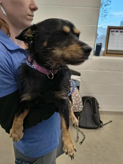 A young medium-sized male Terrier dog named Bark Twain for adoption in Haw River, NC
