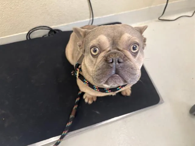 A young medium-sized male French Bulldog dog named Napoleon for adoption in Santa Cruz, CA