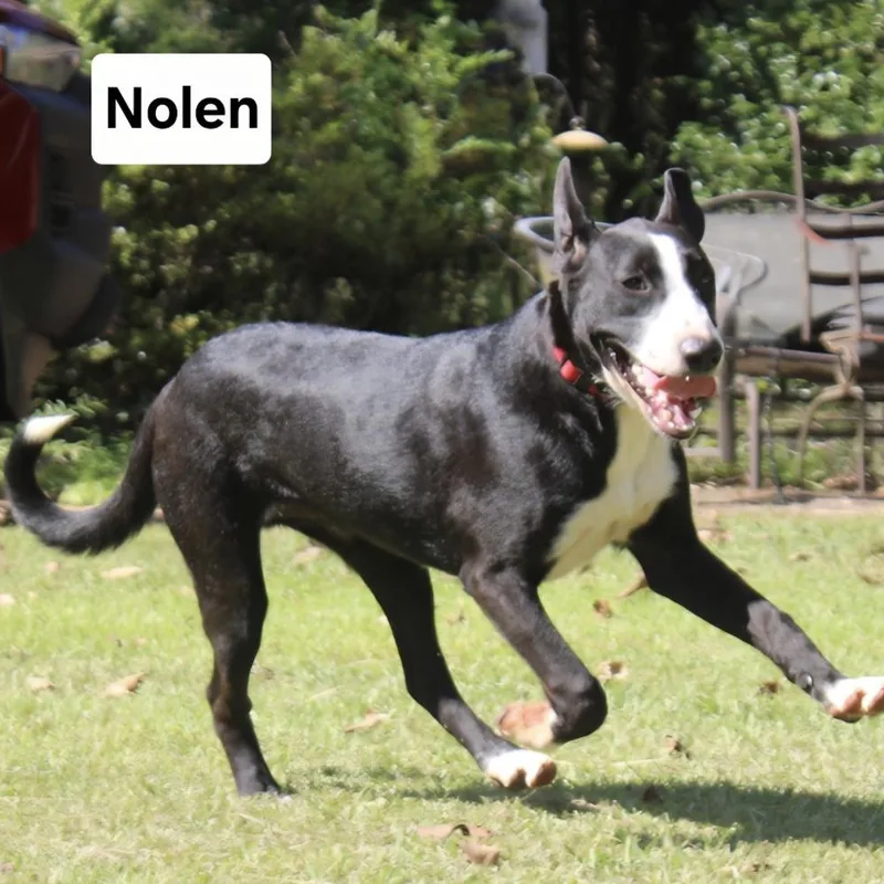 Nolen thumbnail 2