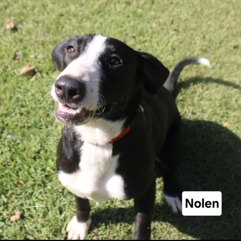 Nolen thumbnail 3