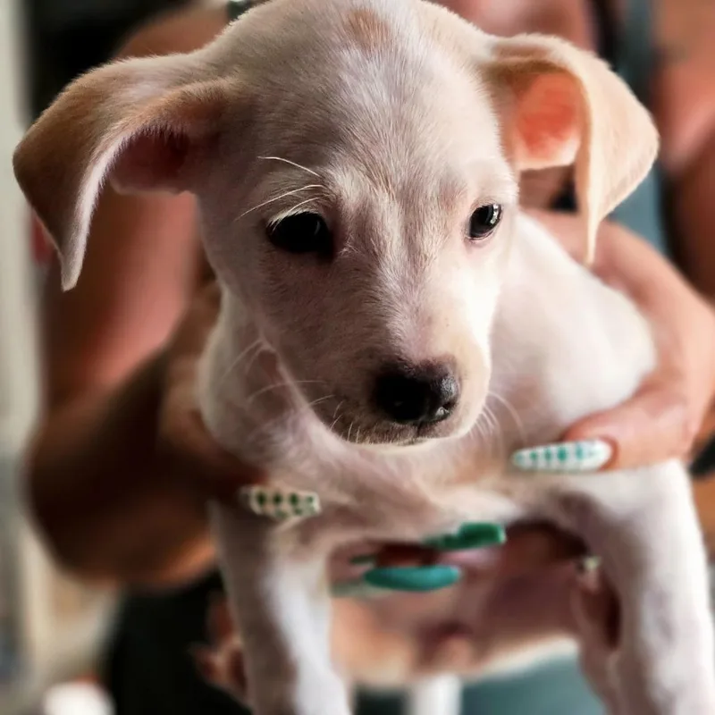 A baby small-sized female White / Cream Miniature Dachshund dog named Malibu for adoption in Cartersville, GA