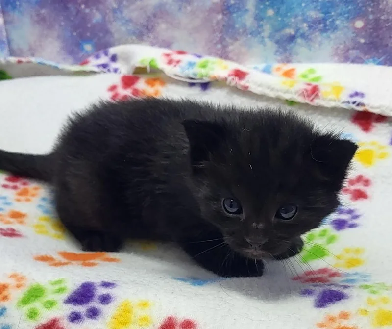 A baby small-sized male Domestic Short Hair cat named Bear for adoption in Washington Court House, OH