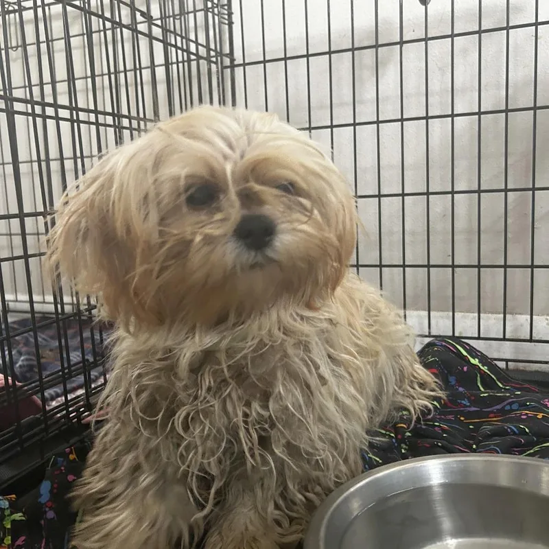 A young small-sized male Yellow / Tan / Blond / Fawn Mixed Breed dog named Mcintosh S for adoption in Leander, TX