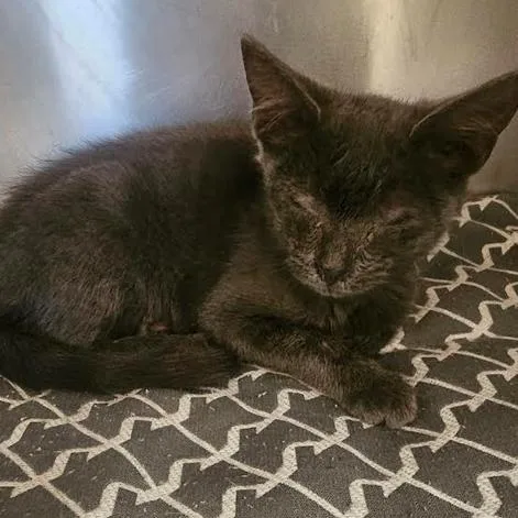 A baby small-sized female Gray / Blue / Silver Domestic Short Hair cat named Sedona for adoption in Starkville, MS