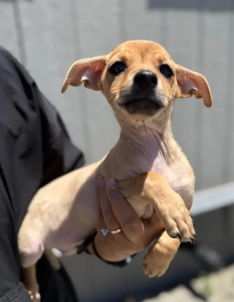 A baby small-sized female Chihuahua dog named Lyric for adoption in Vacaville, CA