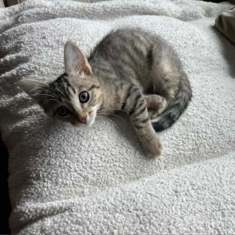 Love Bug thumbnail 2