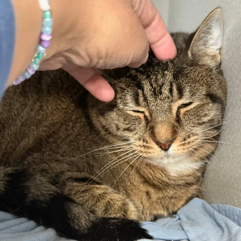 An adult medium-sized female Brown / Chocolate Domestic Short Hair cat named Neima for adoption in Wantagh, NY