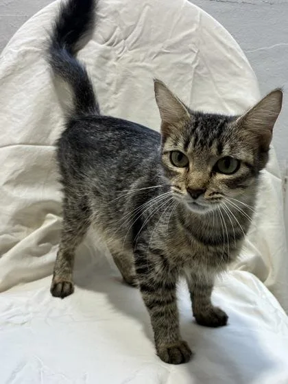 An adult medium-sized female Domestic Short Hair cat named Snow White for adoption in New Orleans, LA
