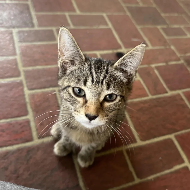 A baby medium-sized female Tabby (Tiger Striped) Domestic Short Hair cat named Cookie KV for adoption in Joliet, IL