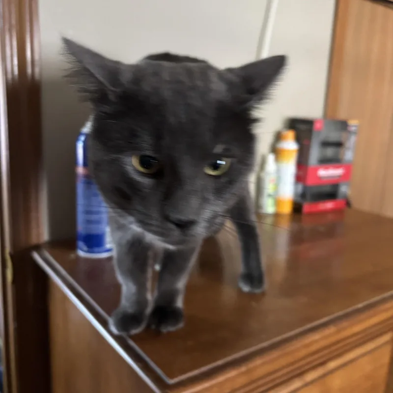 A young medium-sized male Gray / Blue / Silver Domestic Short Hair cat named Carlos for adoption in Melrose, MA