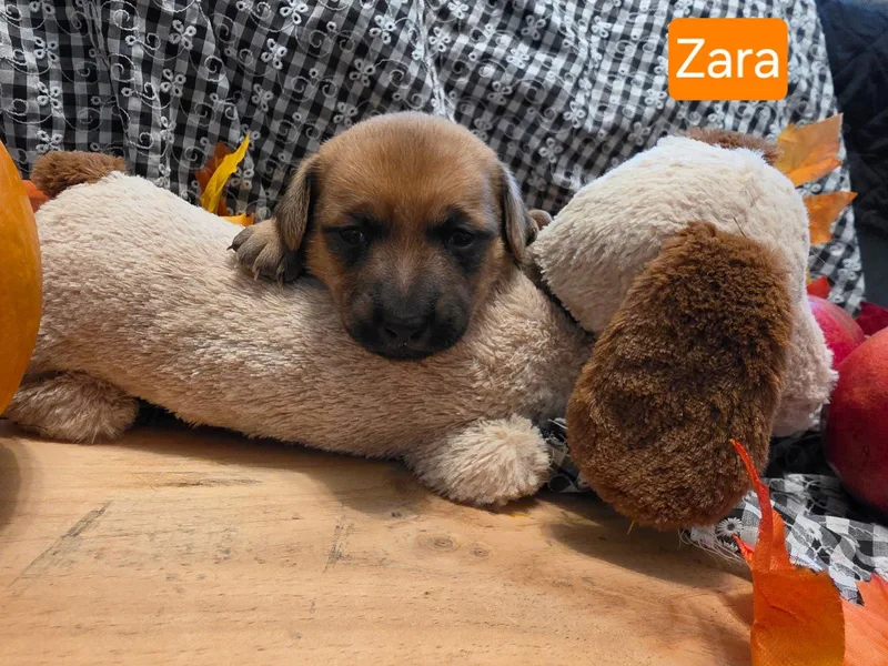 A baby small-sized female Dachshund dog named Puppy Zara for adoption in Los Angeles, CA