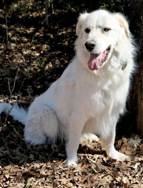 An adult large-sized male White / Cream Great Pyrenees dog named Captain Jack for adoption in Spring, TX