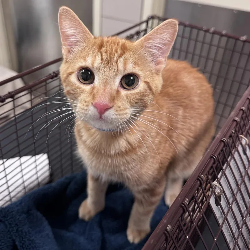 A baby medium-sized male Orange / Red Domestic Short Hair cat named Echo for adoption in Chicago, IL