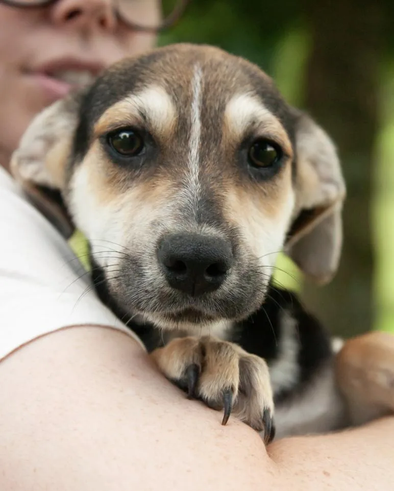 A baby medium-sized female Tricolor (Brown, Black, & White) Mixed Breed dog named Mazey for adoption in Franklin, TN