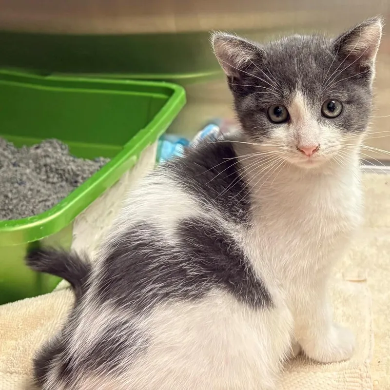 A baby small-sized male Gray / Blue / Silver Domestic Short Hair cat named Pedy for adoption in East Hanover, NJ