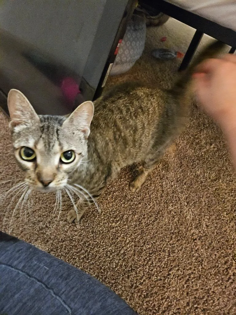 An adult medium-sized female Domestic Short Hair cat named Helen for adoption in Spring, TX