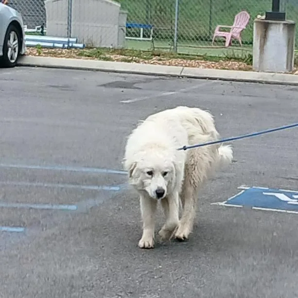 An adult small-sized female White / Cream Great Pyrenees dog named Blanca for adoption in Chattanooga, TN