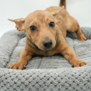 A young small-sized female Yellow / Tan / Blond / Fawn Chihuahua dog named Dana for adoption in Allentown, PA