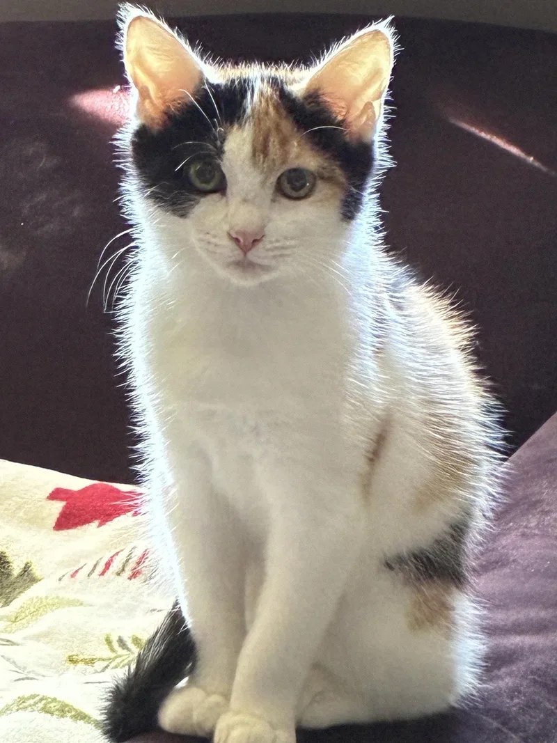 A baby medium-sized female Domestic Short Hair cat named Kasey for adoption in Naugatuck, CT