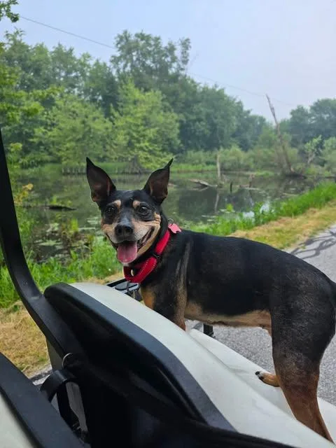 A senior small-sized female Bicolor Miniature Pinscher dog named Lulu for adoption in Merrillville, IN
