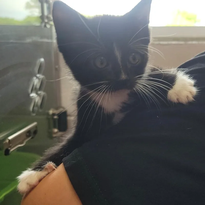 A baby medium-sized male Black Domestic Short Hair cat named Drywall for adoption in Allegan, MI