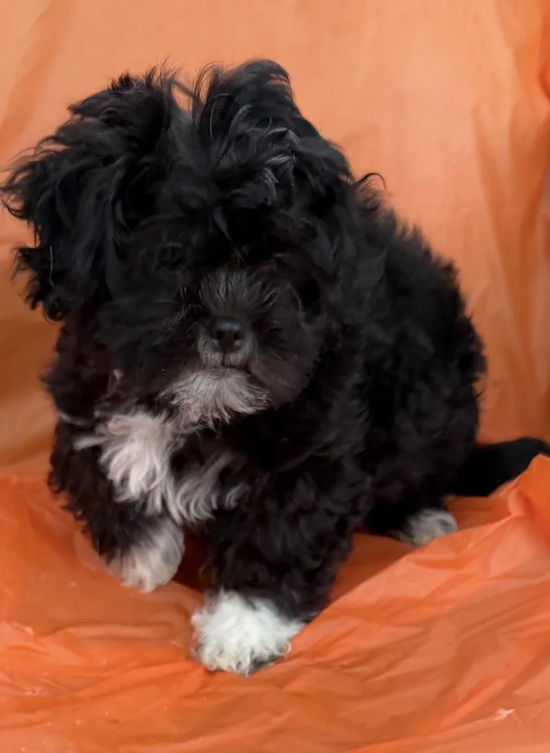 A young small-sized male Cavalier King Charles Spaniel dog named Nashy for adoption in Louise, TX