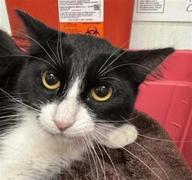 A young large-sized female Domestic Short Hair cat named Bella for adoption in Camarillo, CA