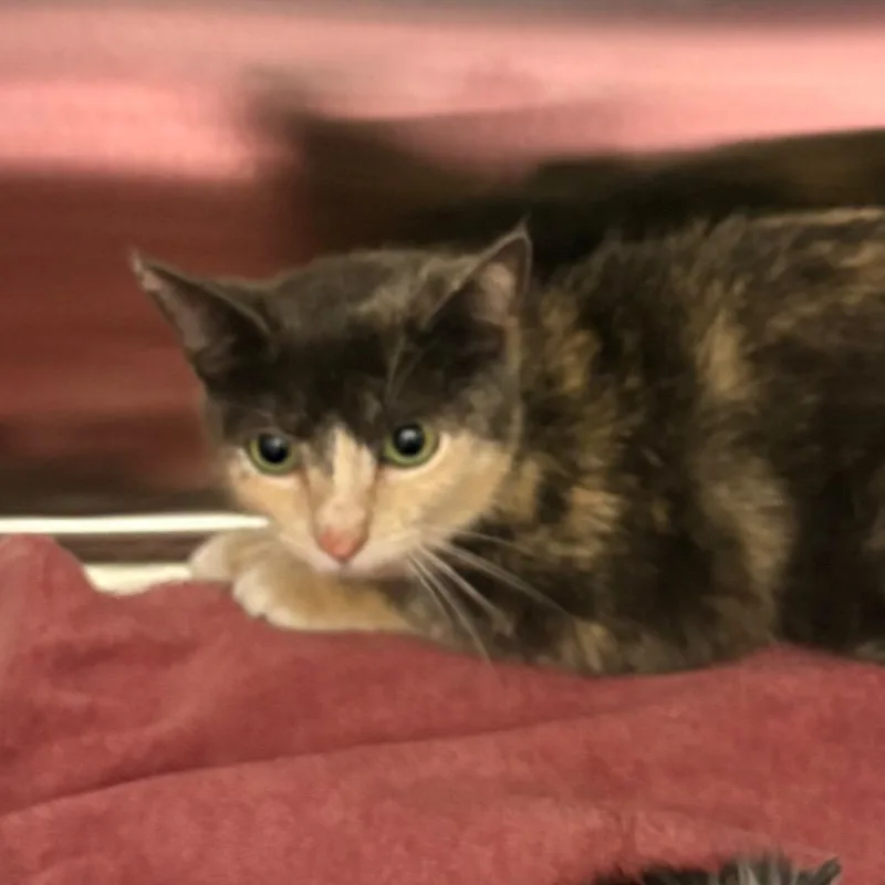 A young small-sized female Tortoiseshell Domestic Short Hair cat named Paper Clip for adoption in Morganton, NC