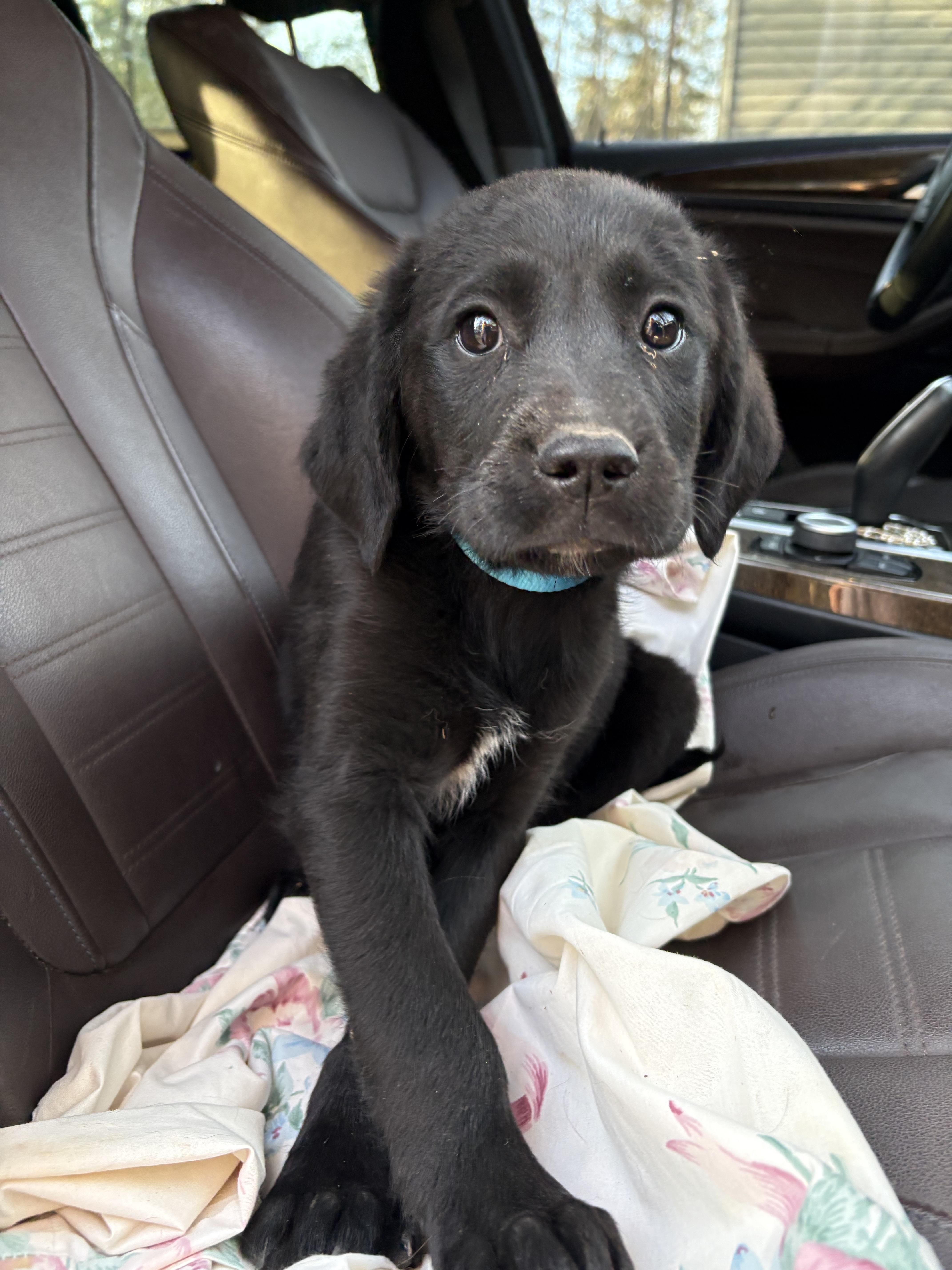 A baby small-sized male Labrador Retriever dog named Easton for adoption in Westport, CT