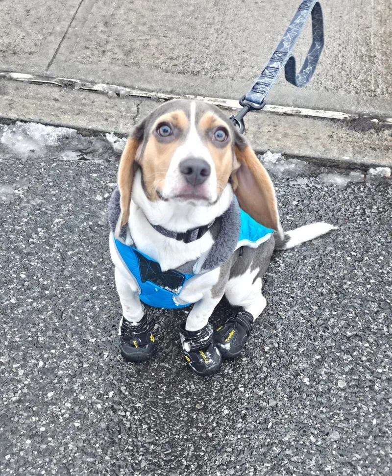 A young small-sized male Tricolor (Brown, Black, & White) Beagle dog named Murphy for adoption in Ossining, NY