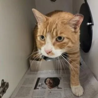 An adult medium-sized male Tabby (Orange / Red) Domestic Short Hair cat named Scot for adoption in Phoenixville, PA