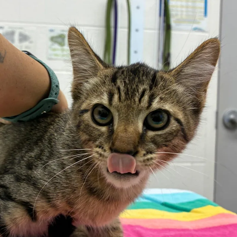 A baby small-sized male Brown / Chocolate Domestic Short Hair cat named Anchor for adoption in Corpus Christi, TX
