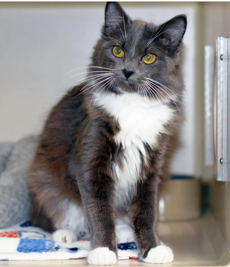 A baby medium-sized female Gray & White Domestic Medium Hair cat named Ruby for adoption in San Clemente, CA