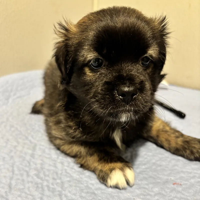 A baby small-sized male Black Pug dog named Rico for adoption in Tampa, FL