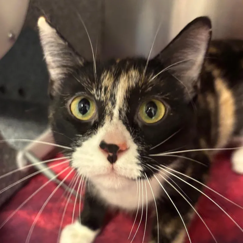 A young medium-sized female Calico Domestic Short Hair cat named Lily for adoption in Chippewa Falls, WI