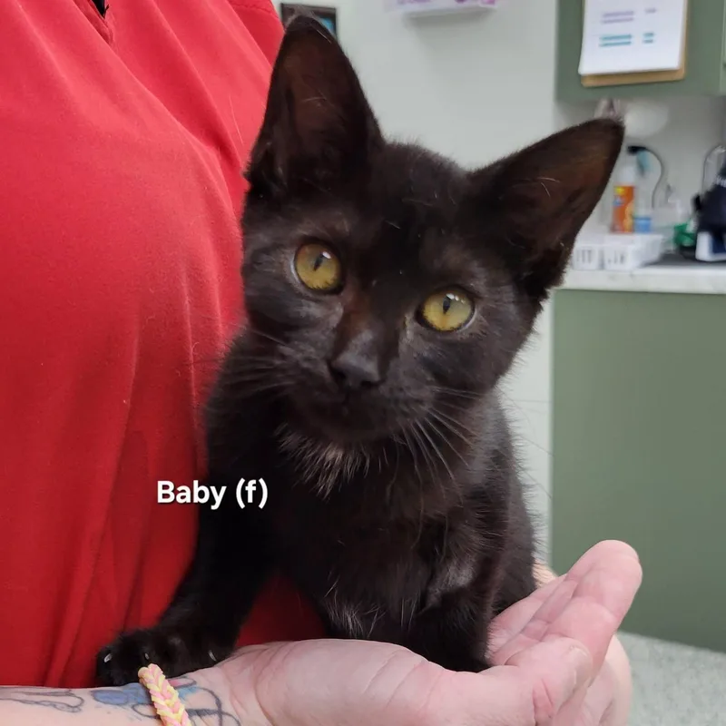 A baby medium-sized female Black Domestic Short Hair cat named Baby for adoption in Mazon, IL