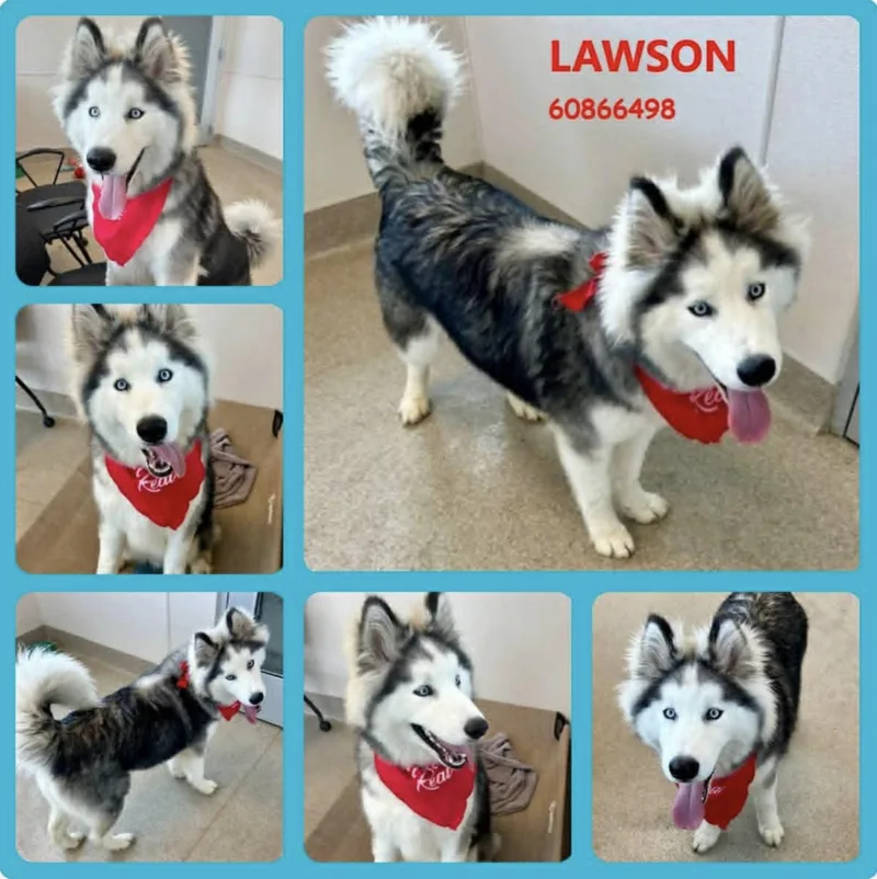 Lawson thumbnail 2