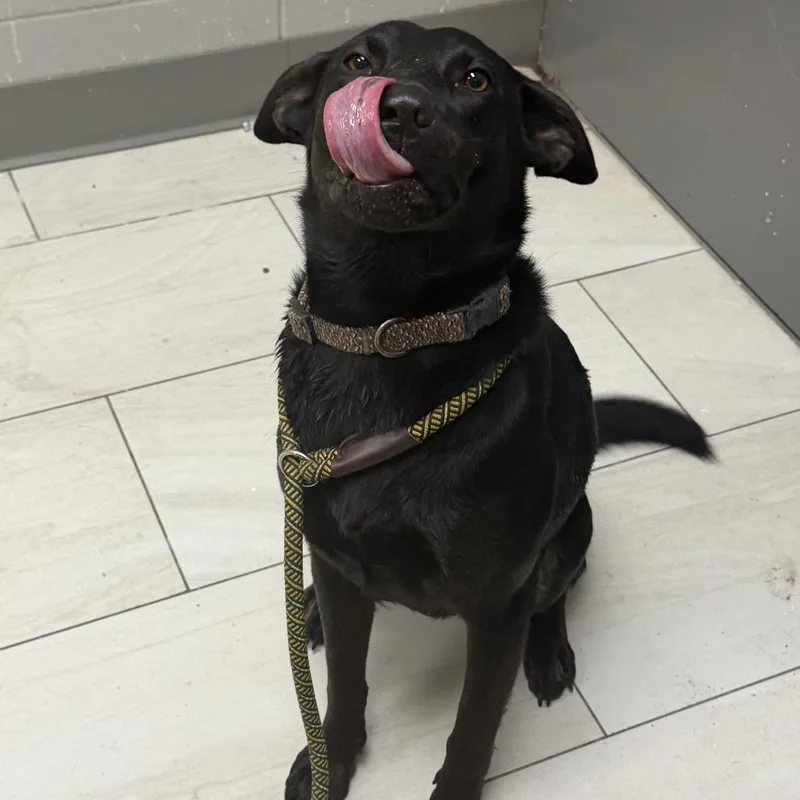 An adult medium-sized female Black Shepherd dog named Gemma for adoption in Lufkin, TX