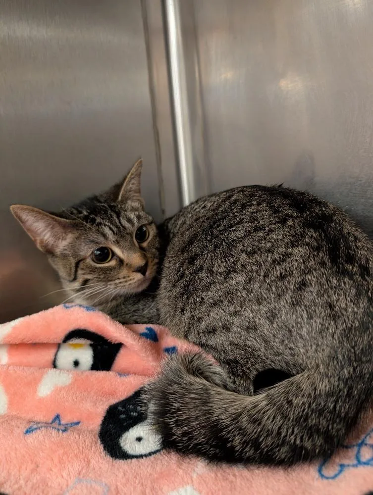 A baby small-sized female Tabby (Brown / Chocolate) Domestic Short Hair cat named Grace for adoption in Tucson, AZ