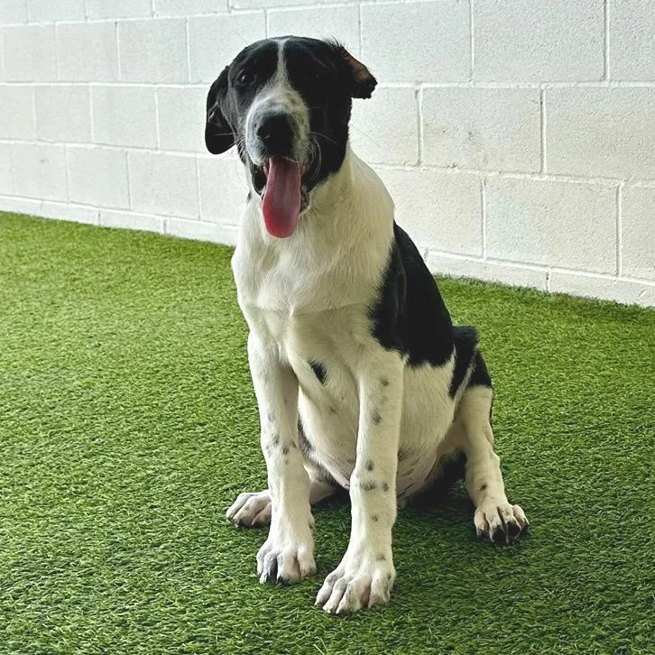 A baby large-sized male Black Great Pyrenees dog named Engine for adoption in LOXAHATCHEE, FL